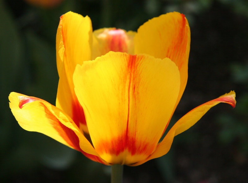 Tulip