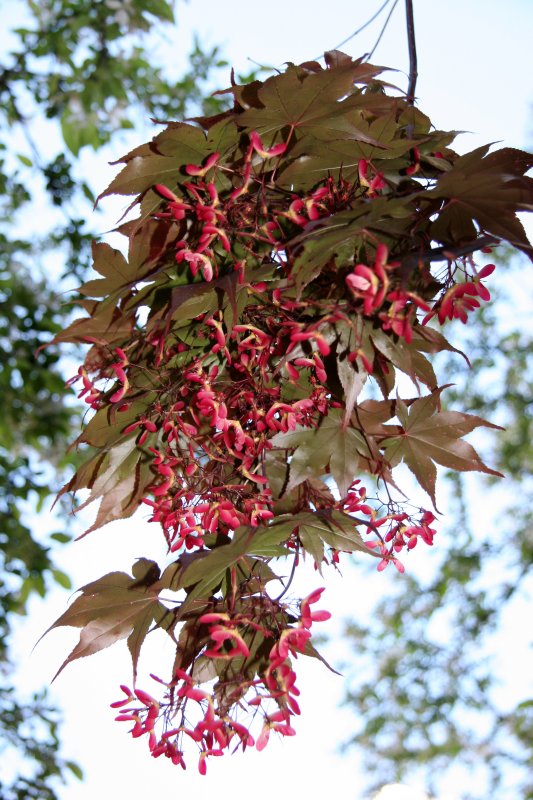 Japanese Red Maple Leaf