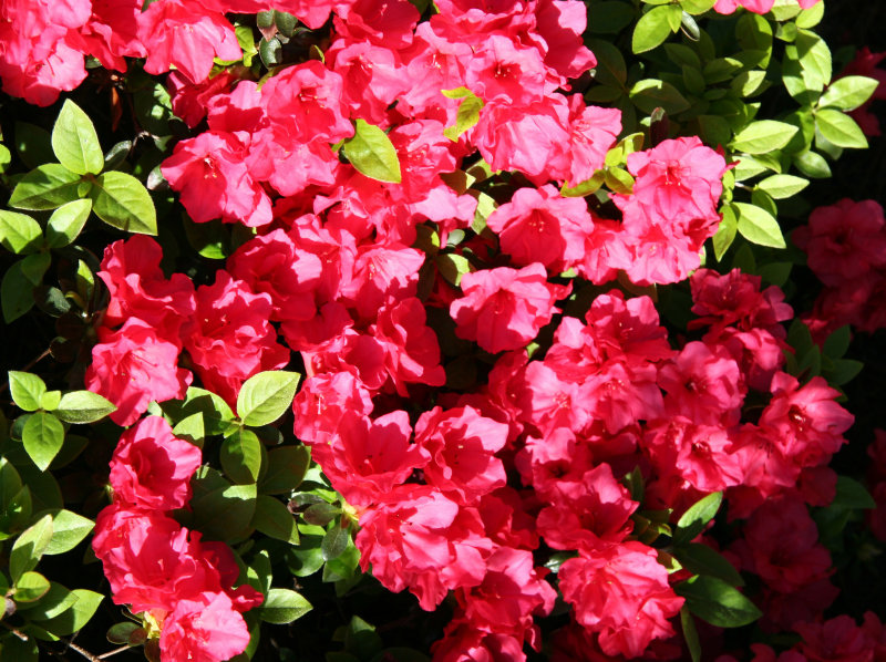 Azaleas