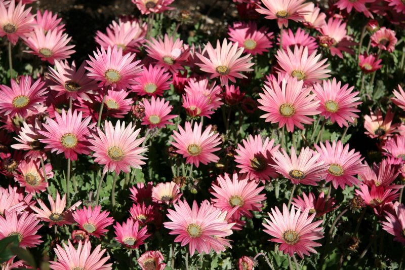 Silver Lavender Asters