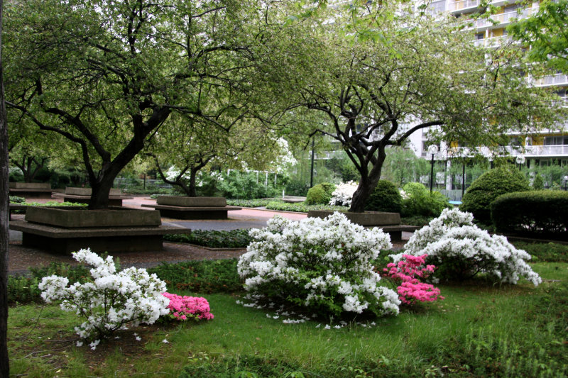 Garden View - Azaleas & Crab Apple Trees