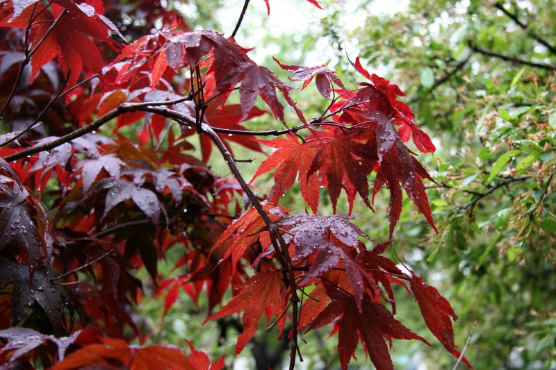 Japanese Red Leaf Maple