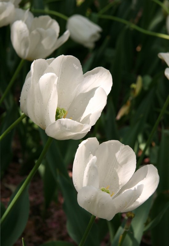 White Tulips