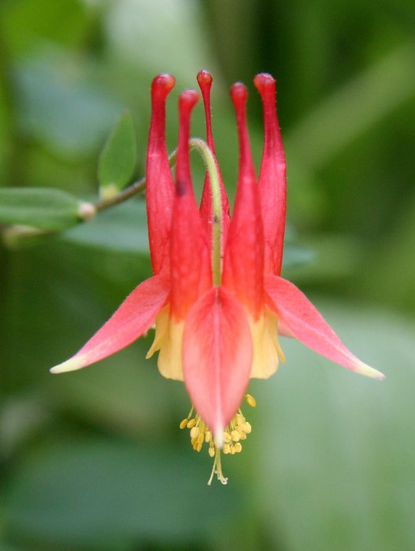 Columbine