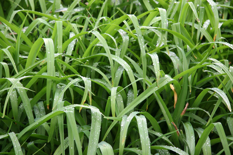 Day Lily Foliage