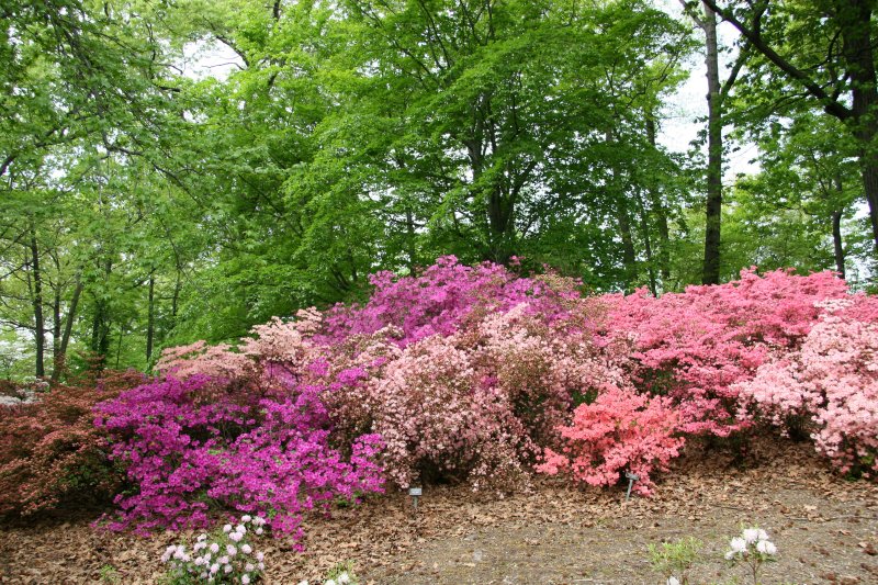 Azalea Way