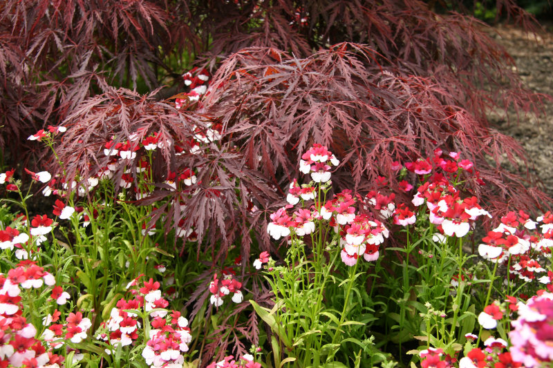 Nemisia & Mimosa - Perennial Conservatory Garden