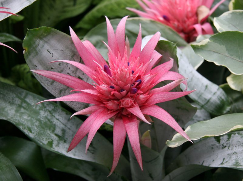Bromeliad - Caribbean Garden Show