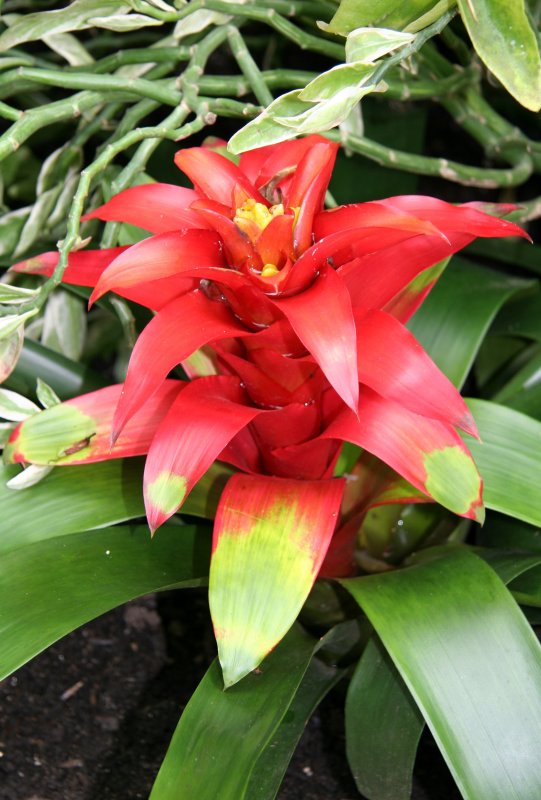 Bromeliad - Caribbean Garden Show