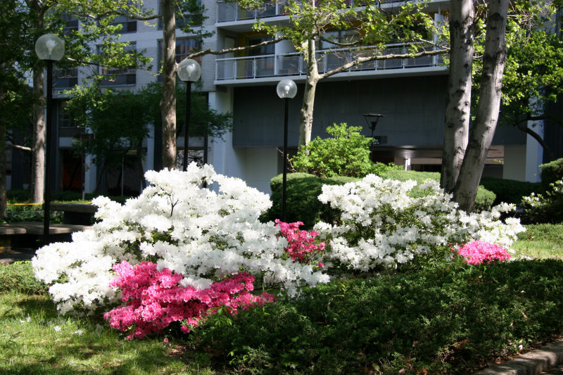 Azaleas