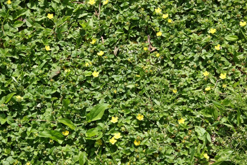 Grass, Dandelion & Yellow Strawberry Blossoms