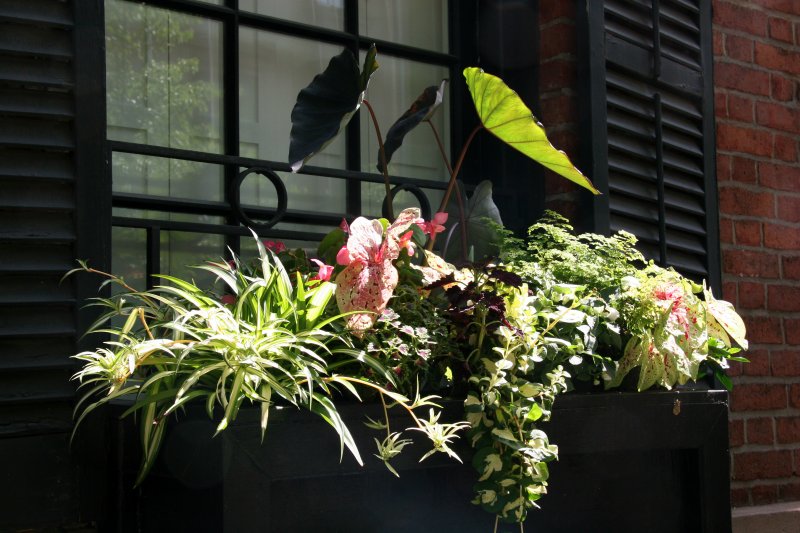 Window Box Garden