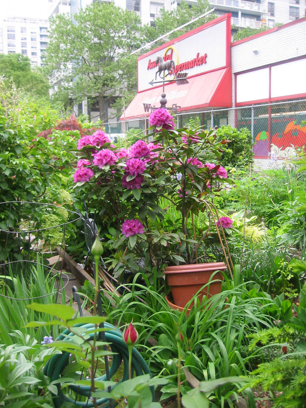Garden View - Rhododendron