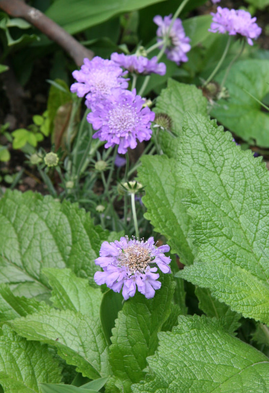 Stokesia Blossoms