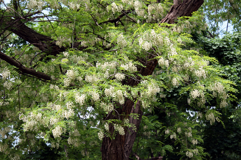 Locust Tree Blossoms