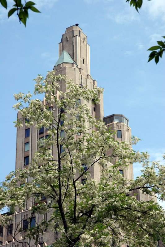 Locust Tree Blossoms & One Fifth Avenue Residence