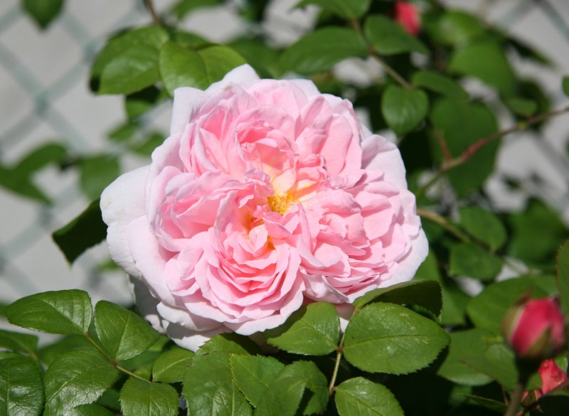 Morden Blush Rose