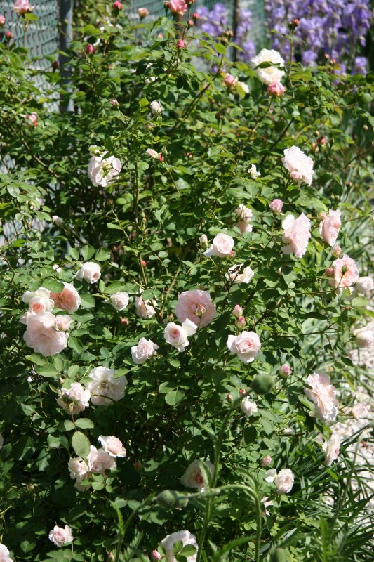 Morden Blush & Eglantyne Rose Bushes