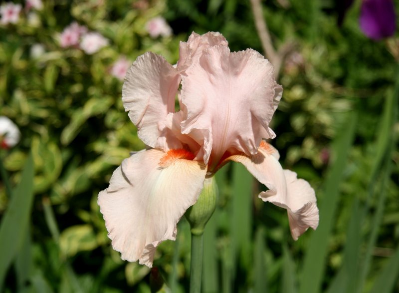 Peach Iris