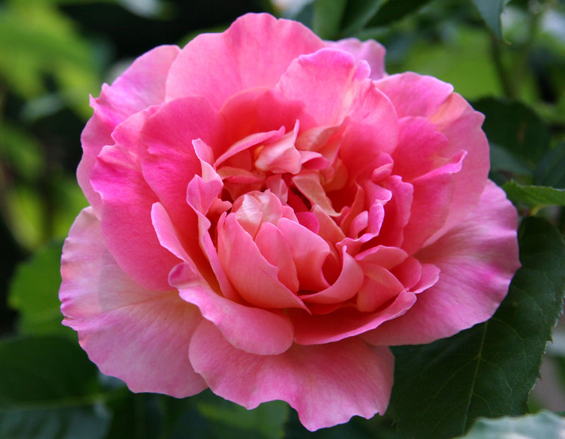 Pink Rose