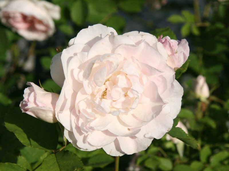 French Lace Roses