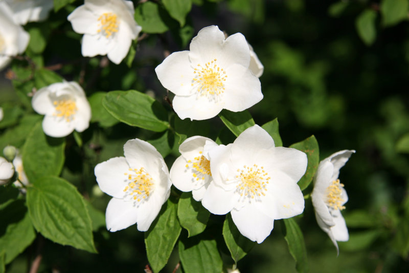 Mock Orange Blossoms