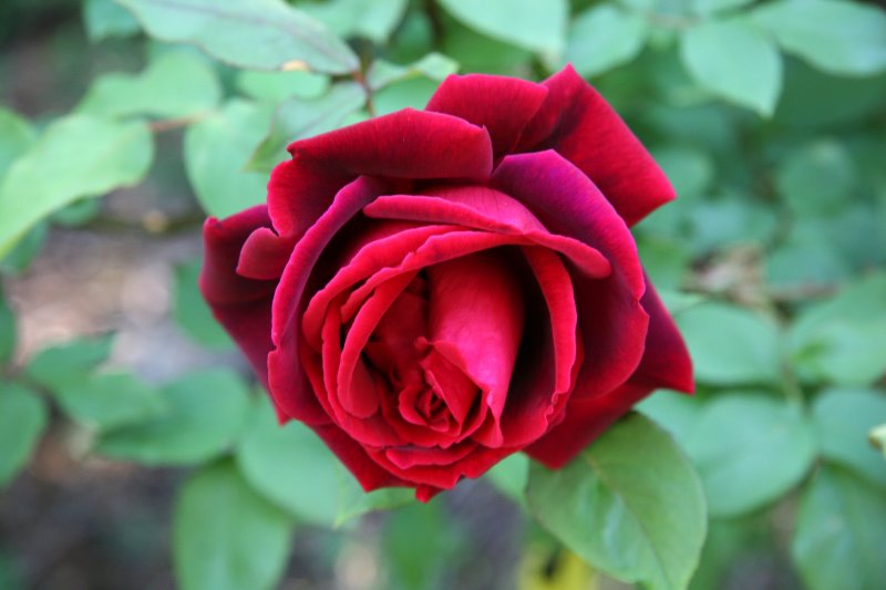 Velvet Red Rose