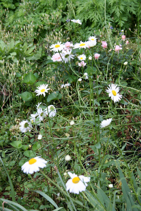 Daisies