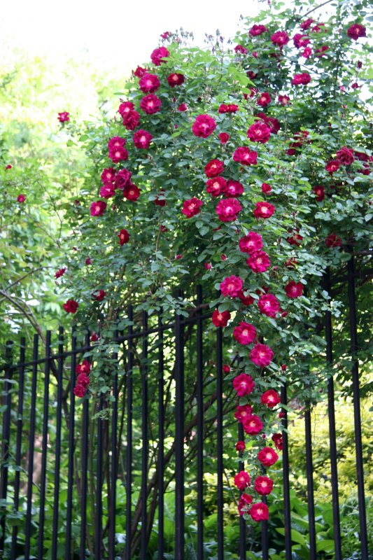 Rose Arbor