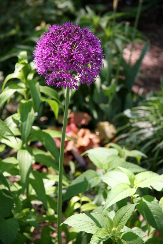 Allium