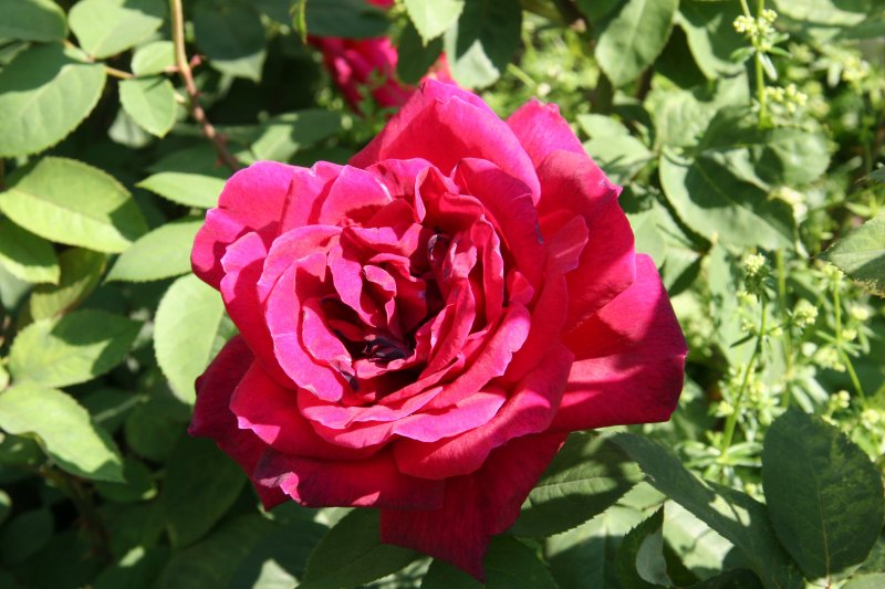 Chrysler Rose