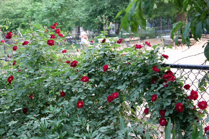 Red Rose Bush at the Dog Run