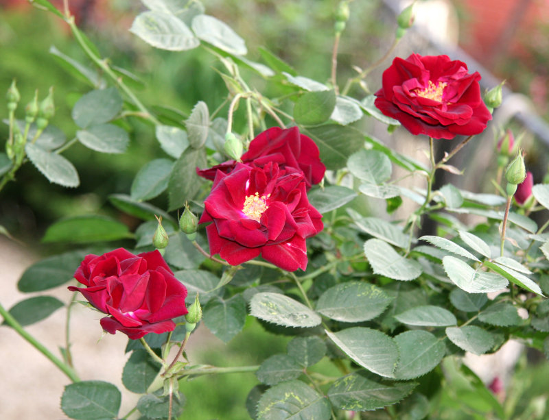 Red Roses