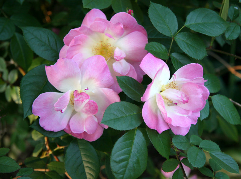 Pink Roses