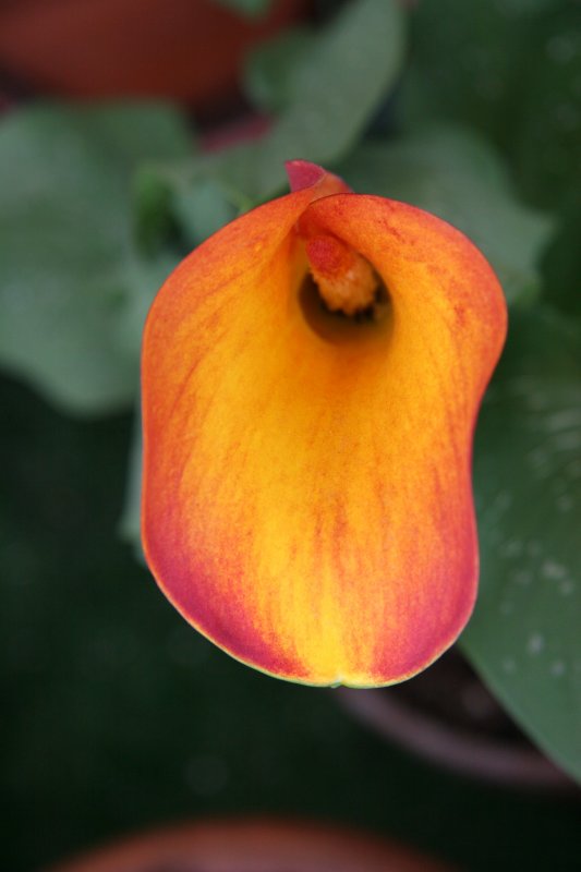 Calla Lily