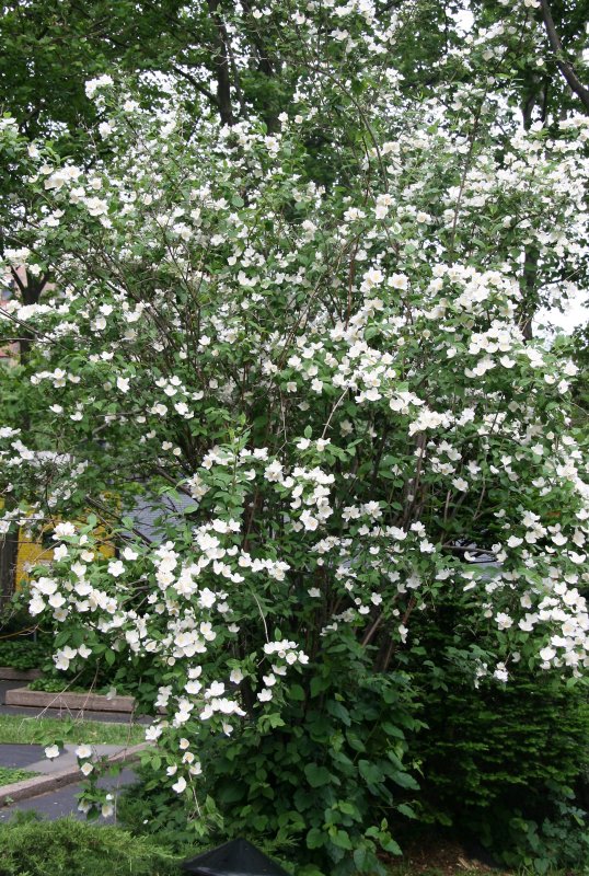 Mock Orange Bush in Bloom