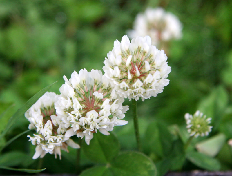 Clover Flowers