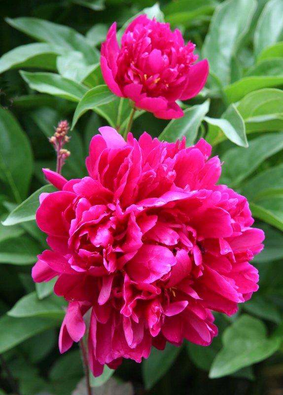 Red Peonies