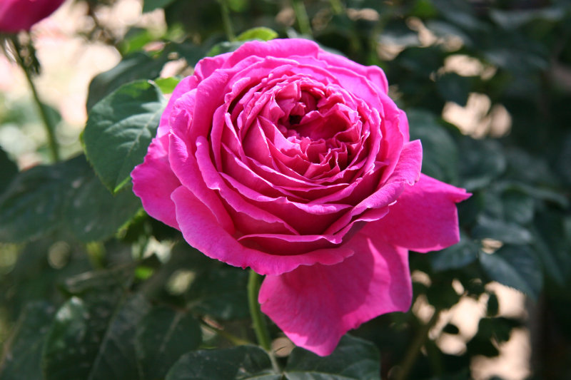 Empereur du Maroc Rose