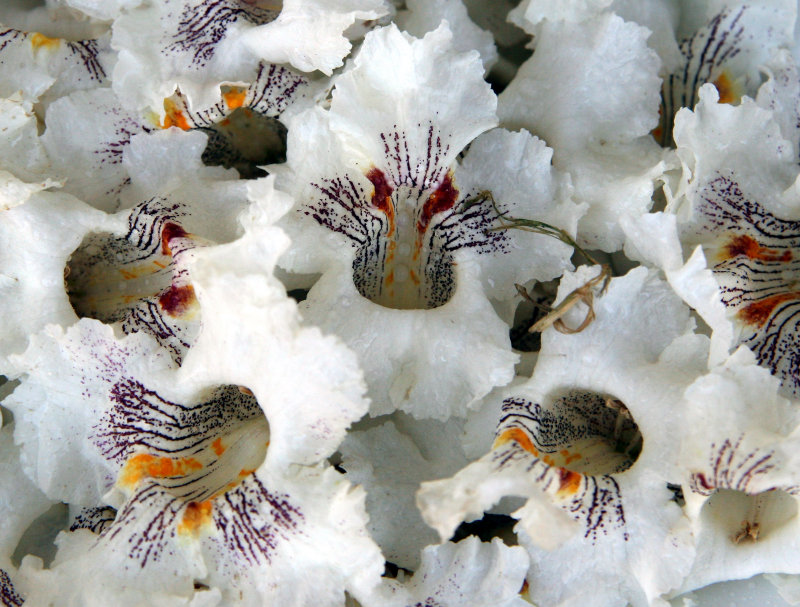 Catalpa Tree Blossoms