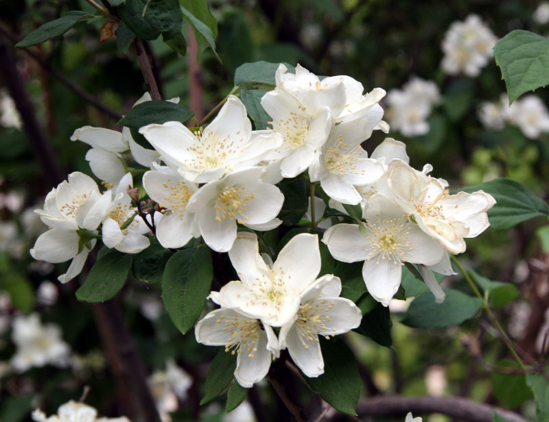 Mock Orange Blossoms