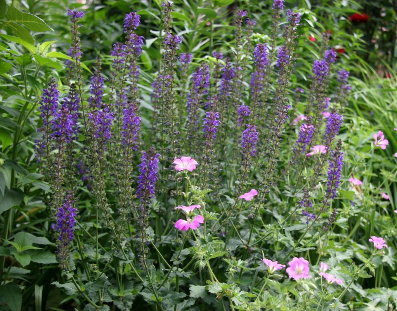 Salvia & Geranium