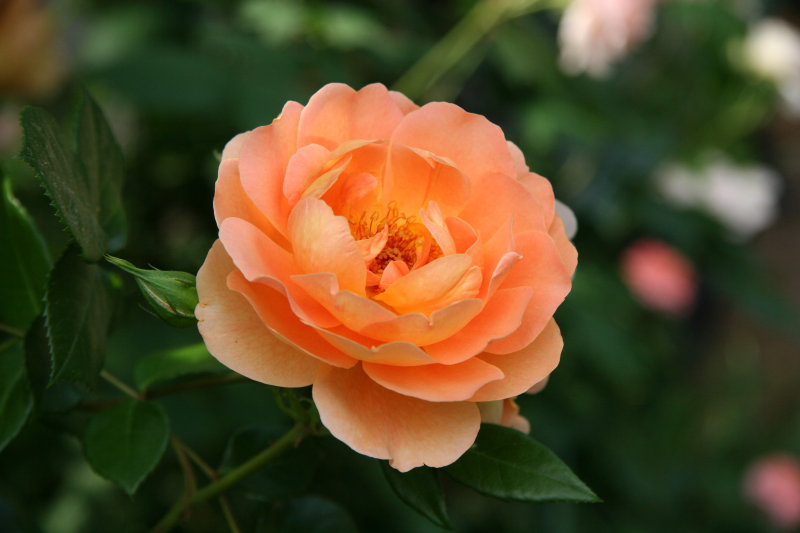 Pat Austin Rose