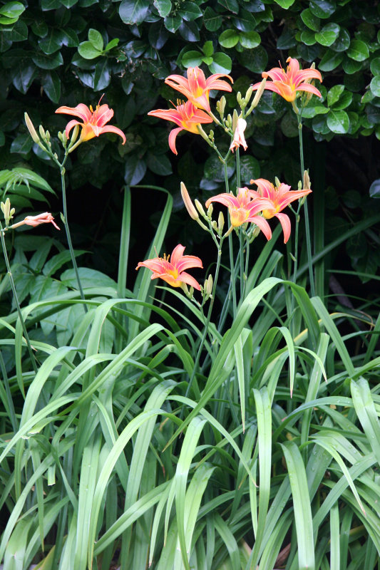 Day Lilies