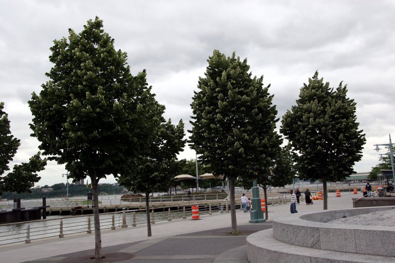 Linden Trees