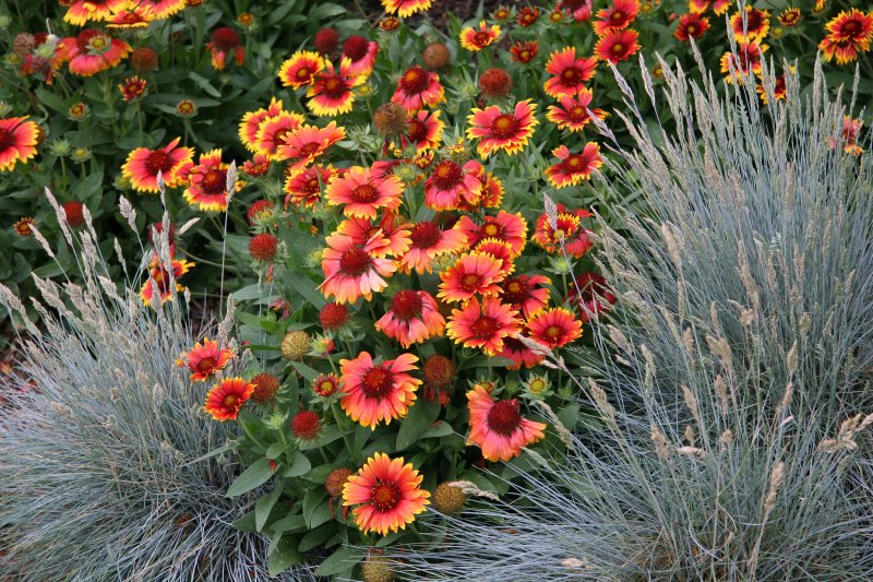 Gaillardia & Lavender
