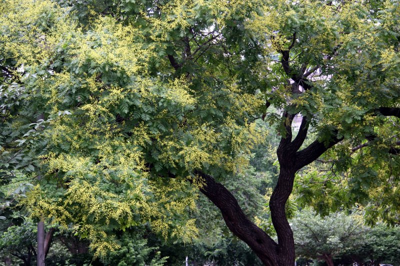 Golden Rain Tree in Bloom