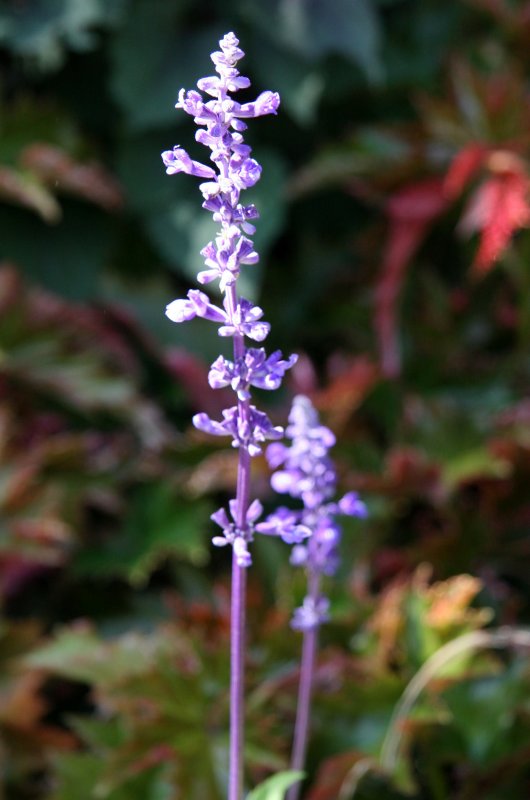 Salvia