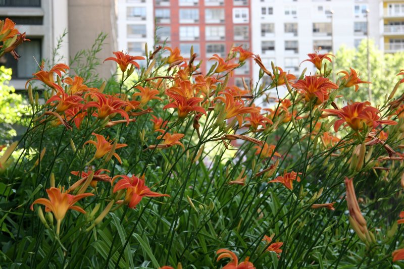 Day Lilies