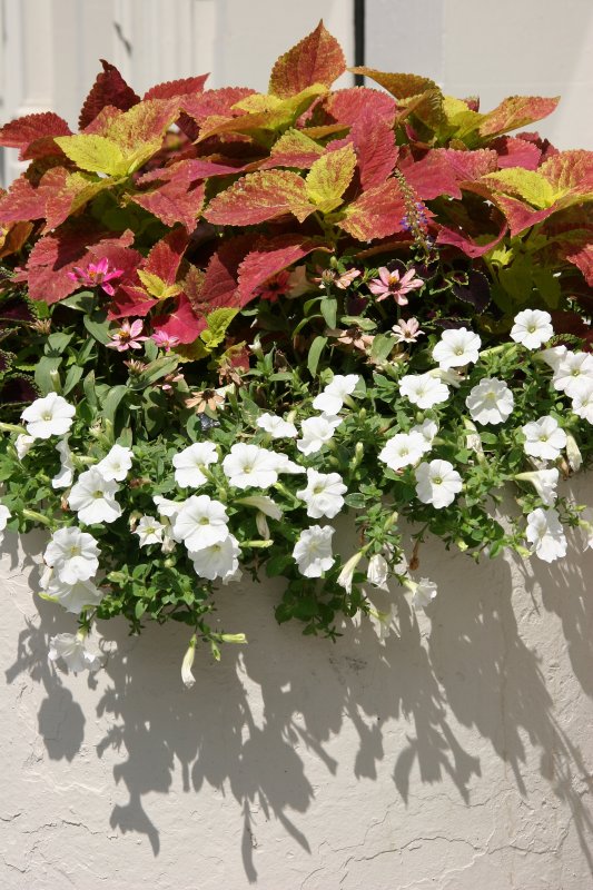 Sidewalk Garden Planter